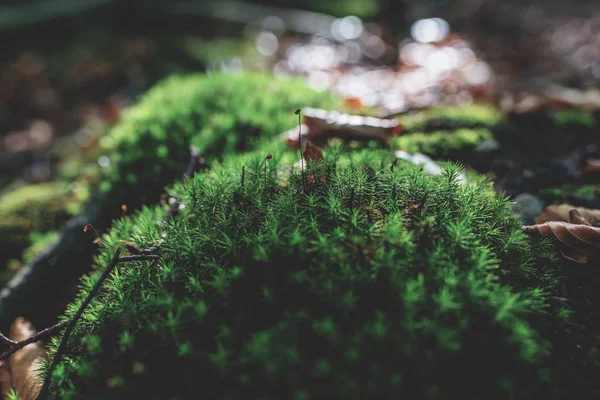 Photo Mossy Green Meadow Autumn Forest Sunlight — Stock Photo, Image