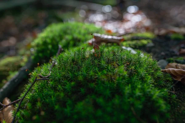 Foto Mossy Pradera Verde Bosque Otoño Con Luz Del Sol —  Fotos de Stock