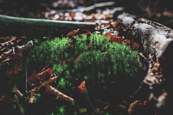 阳光照射下的秋天森林中的苔藓绿色草地照片 — 图库照片