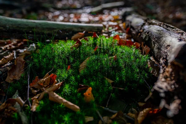 阳光照射下的秋天森林中的苔藓绿色草地照片 — 图库照片