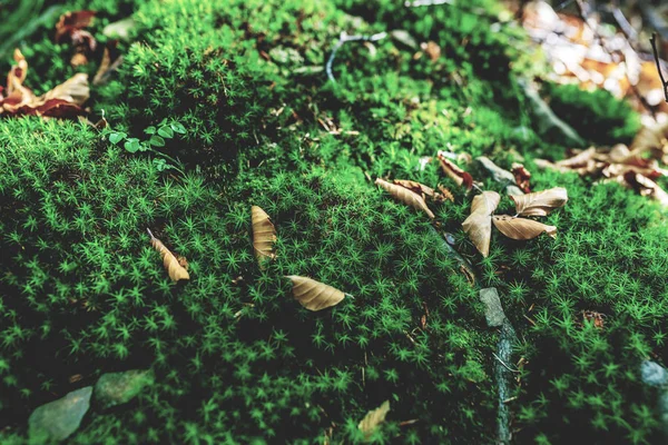 Foto Von Moosgrünen Wiesen Herbstwald Mit Sonnenlicht — Stockfoto