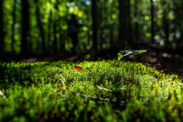 Nahaufnahme Von Frischem Grünem Moos Und Wachsenden Blättern Selektiver Fokus — Stockfoto