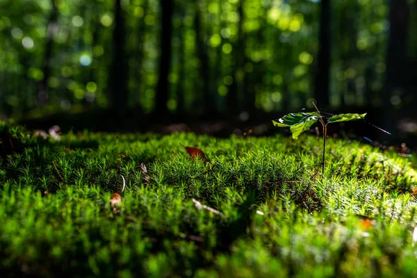 Primer Plano Frescura Musgo Verde Hoja Crecimiento Enfoque Selectivo — Foto de Stock