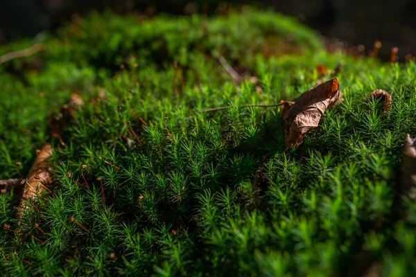 Foto Von Moosgrünen Wiesen Herbstwald Mit Sonnenlicht — Stockfoto