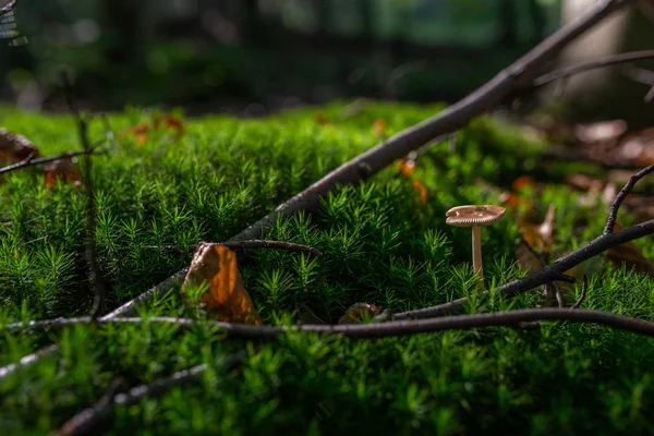 Foto Pequeño Hongo Bosque Sobre Musgo Verde —  Fotos de Stock