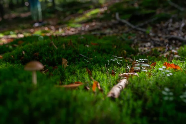 小蘑菇在森林的图片在绿色苔藓 — 图库照片