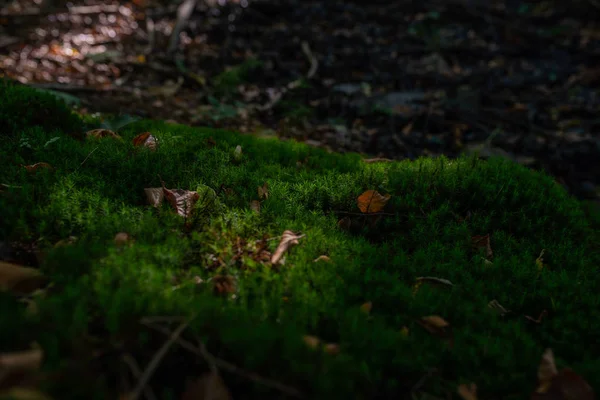 Foto Von Moosgrünen Wiesen Herbstwald Mit Sonnenlicht — Stockfoto