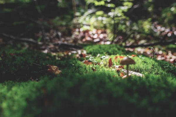 Zdjęcie Małych Pieczarek Lesie Zielony Mech — Zdjęcie stockowe