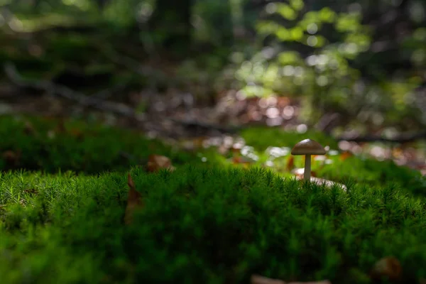 小蘑菇在森林的图片在绿色苔藓 — 图库照片