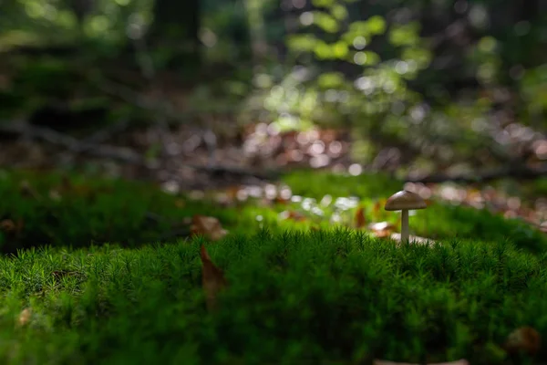 Foto Pequeño Hongo Bosque Sobre Musgo Verde —  Fotos de Stock