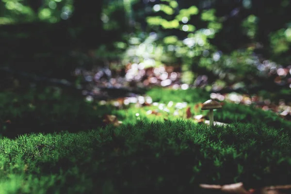 Foto Von Kleinen Pilzen Wald Auf Grünem Moos — Stockfoto