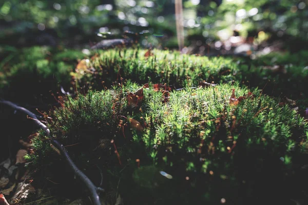 Foto Mossy Pradera Verde Bosque Otoño Con Luz Del Sol —  Fotos de Stock