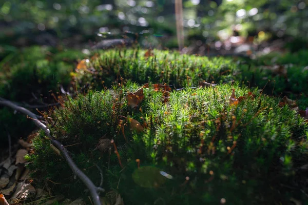 Foto Mossy Pradera Verde Bosque Otoño Con Luz Del Sol —  Fotos de Stock