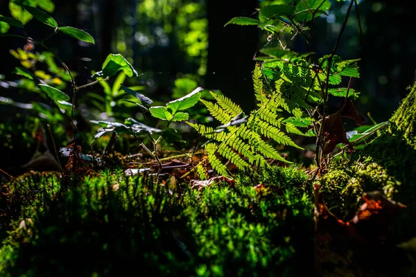 Foto Von Sonnenstrahlen Die Durch Die Farnblätter Wald Scheinen — Stockfoto