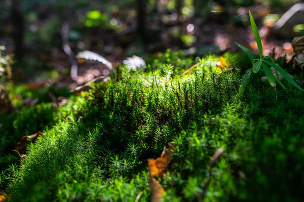 Foto Mossy Pradera Verde Bosque Otoño Con Luz Del Sol —  Fotos de Stock