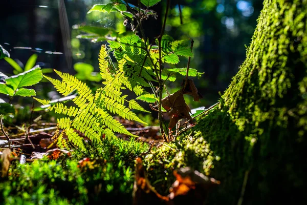 阳光透过森林里的蕨类植物叶子闪耀的照片 — 图库照片