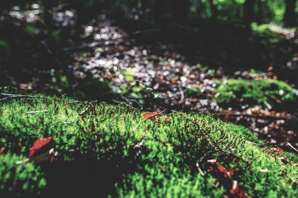 Foto Von Moosgrünen Wiesen Herbstwald Mit Sonnenlicht — Stockfoto