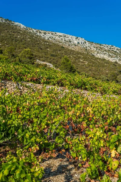 Organic 'mali Plavac' grapes in local vineyard, Dingac Borak vil — Stock Photo, Image