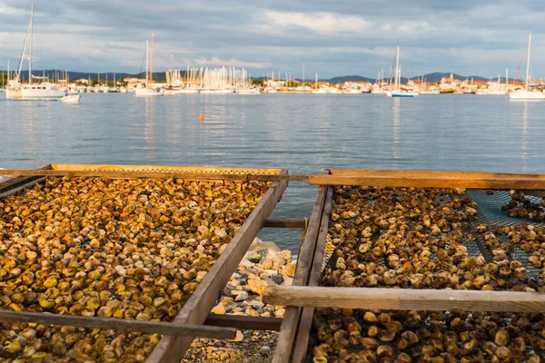 Dried figs. Photo of dry, natural figs with sea as background.