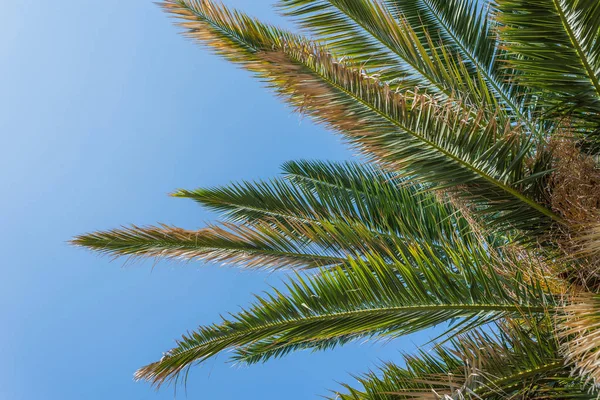 green Palm trees against blue sky, Murter, Croatia, Dalmatia per