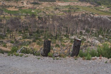 Trstenik köyünde yanmış orman, Peljesac yarımadası, Dalmaçya,