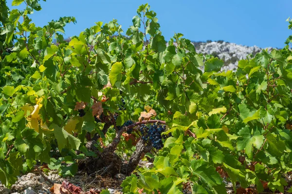 Ekologisk "Mali Plavac" druvor i lokala vingård, Trstenik Village, — Stockfoto