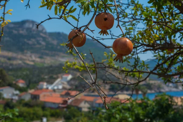 Wild, organic pomegranate with small village Trstenik, Croatia a — Stock Photo, Image