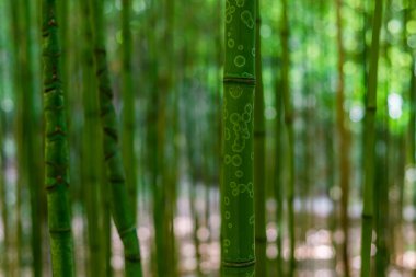 arboretum Trsteno bambu ormanı, Dalmaçya, Hırvatistan