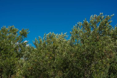 Mavi gökyüzüne karşı ağaçta Yeşil Zeytin, Murter, Dalmaçya, Cro