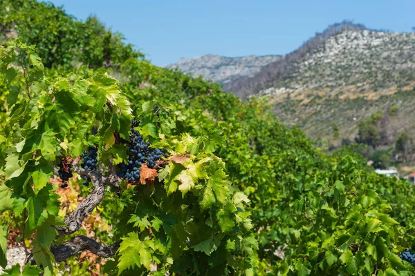 Organic 'mali Plavac' grapes in local vineyard,Trstenik village, — Stock Photo, Image