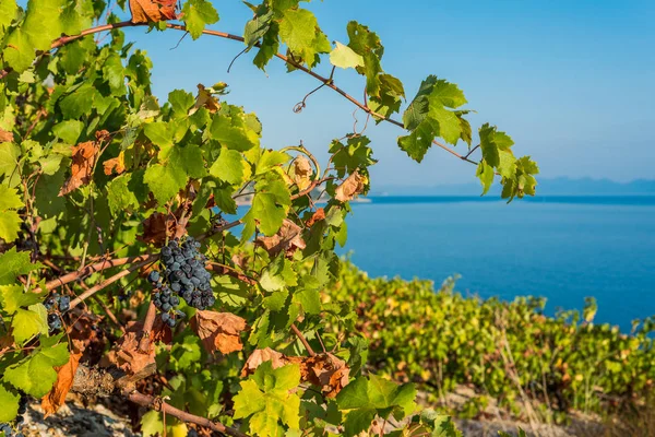 Organic 'mali Plavac' grapes in local vineyard, Dingac Borak vil — Stock Photo, Image