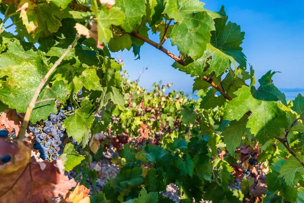 Organic 'mali Plavac' grapes in local vineyard, Dingac Borak vil — Stock Photo, Image