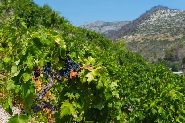 Organic 'mali Plavac' grapes in local vineyard,Trstenik village, — Stock Photo, Image