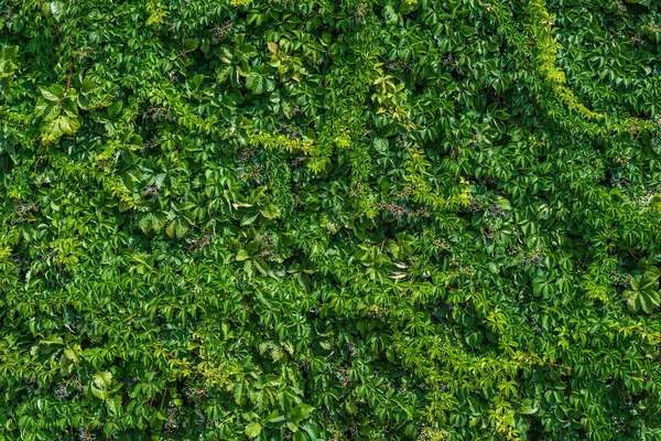 Hojas verdes fondo de pared. Textura de hiedra verde . —  Fotos de Stock