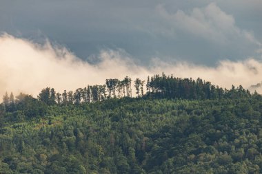 Ağaçlı ve sisli Dağ manzarasının fotoğrafı. Zirvedeyken