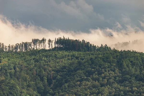 Photo of Mountain landscape with trees and fog. Peaks in the clo — Stock Photo, Image