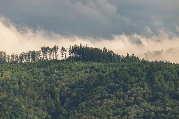 Photo of Mountain landscape with trees and fog. Peaks in the clo — Stock Photo, Image