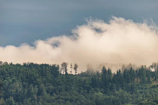 Photo of Mountain landscape with trees and fog. Peaks in the clo — Stock Photo, Image