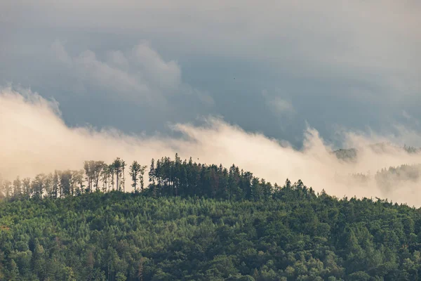 Photo of Mountain landscape with trees and fog. Peaks in the clo — ストック写真