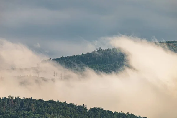 Photo of Mountain landscape with trees and fog. Peaks in the clo — Stock Photo, Image