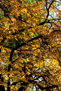 Güzel ve parlak sonbahar ağaçları. Sonbahar renkleri. 