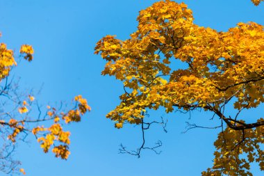 Güzel ve parlak sonbahar ağaçları. Sonbahar renkleri. 