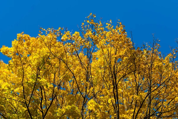 美丽而明亮的秋天树。 秋天的色彩. — 图库照片