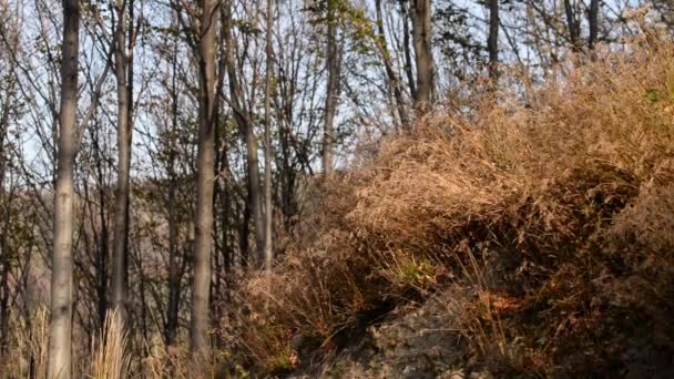 Bellissimo Autunno Nella Foresta Filmati Dai Toni Caldi — Video Stock