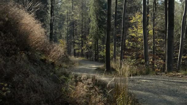 Bellissimo Autunno Nella Foresta Filmati Dai Toni Caldi — Video Stock