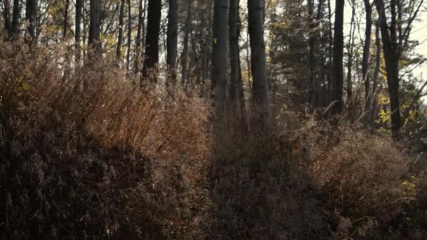 Piękna Jesień Lesie Ciepły Materiał Dźwiękowy — Wideo stockowe