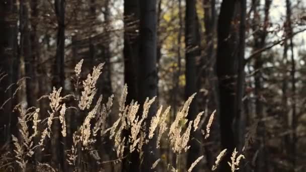 Hermoso Otoño Bosque Imágenes Tonos Cálidos — Vídeo de stock