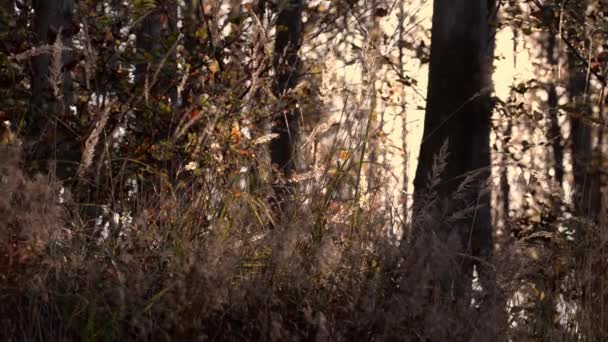 美丽的秋天在森林里 暖色调镜头 — 图库视频影像