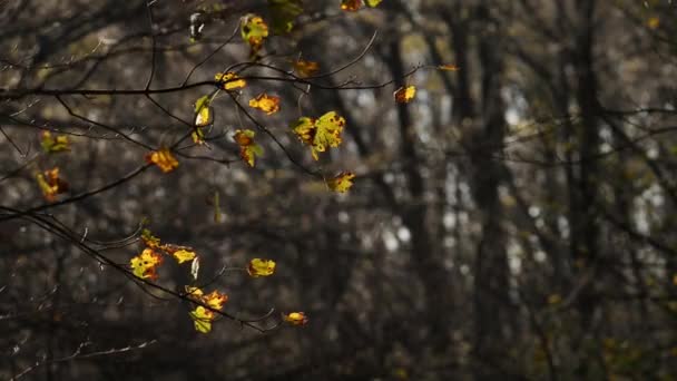 Beautiful Autumn Forest Warm Tones Footage — Stock Video