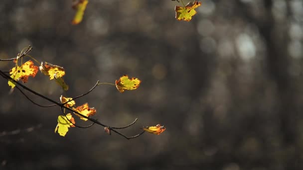 Прекрасна Осінь Лісі Відображення Теплих Тонів — стокове відео